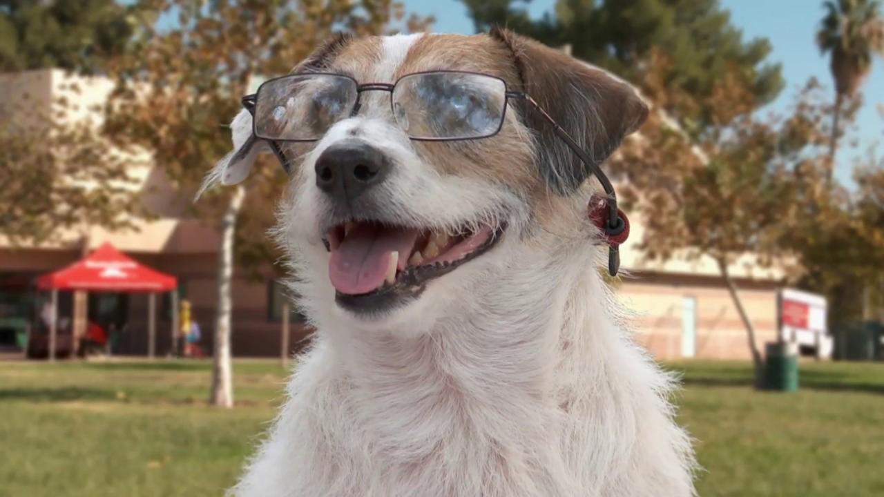 Perro de Hollywood / 17.05.2025, 17:30