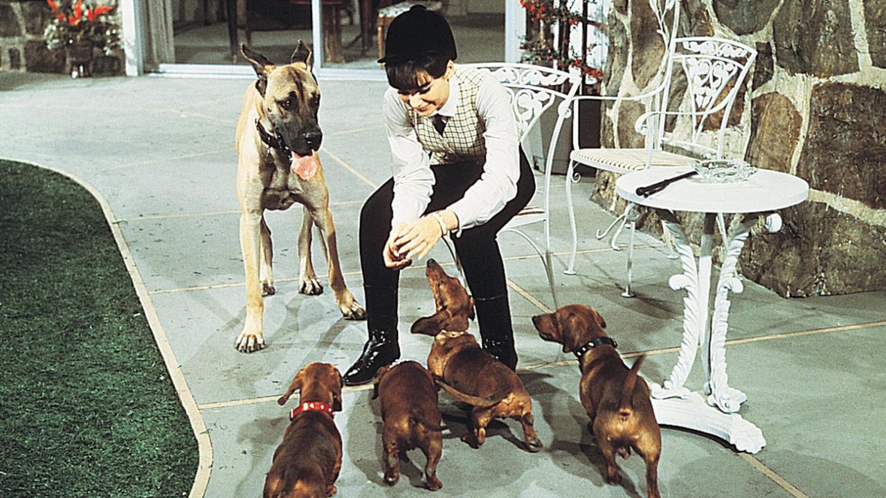 Los perros de mi mujer