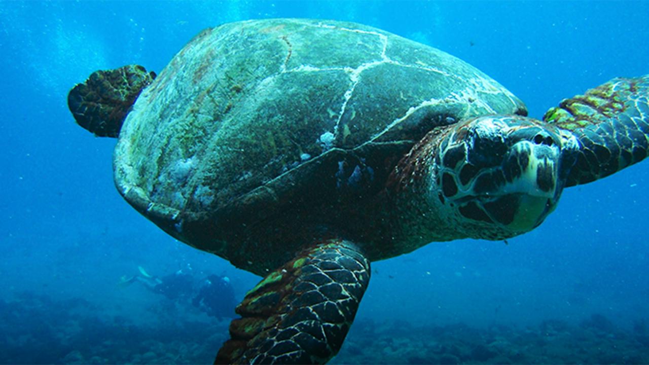 Mundo tortuga / 12.05.2025, 20:30
